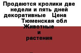 Продаются кролики две недели и пять дней декоративные › Цена ­ 1 500 - Тюменская обл. Животные и растения » Другие животные   . Тюменская обл.